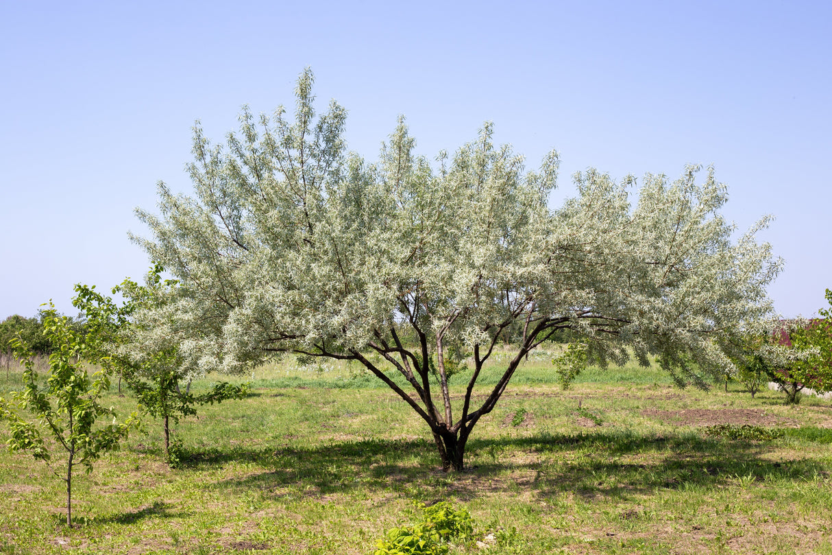 10 AMERICAN SILVERBERRY Elaeagnus Commutata aka Wolf Willow Wolfberry Wild Olive Berry Fruit Shrub Seeds