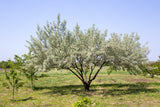 10 AMERICAN SILVERBERRY Elaeagnus Commutata aka Wolf Willow Wolfberry Wild Olive Berry Fruit Shrub Seeds