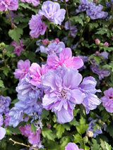 10 Purple Double ROSE Of SHARON Hibiscus Syriacus Flower Tree Shrub Seeds