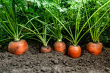 1500 TENDERSWEET CARROT Deep Orange Red Daucus Carota Vegetable Seeds