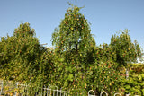 20 RED Chinese DATE TREE Edible Fruit Jujube Ziziphus Jujuba Yellow Flower Seeds