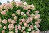 50 PEE GEE HYDRANGEA Paniculata Peegee Panicle White Pink Flower Shrub Seeds