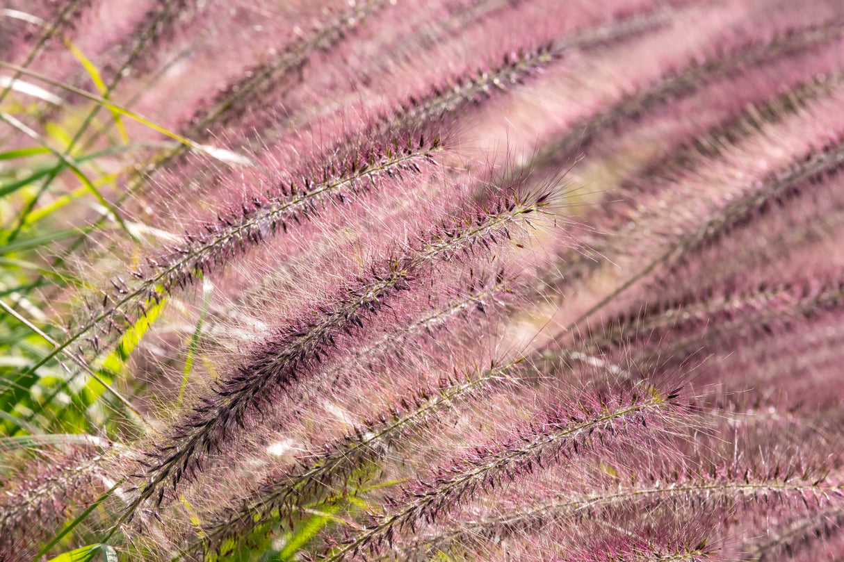 25 PURPLE FOUNTAIN GRASS Ornamental Pennisetum Setaceum Dark Burgundy Flower Seeds