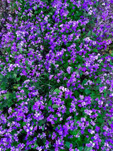 500 Purple FEBRUARY ORCHID Violet Cress Orychophragmus Violaceus 2" Flower Edible Vegetable Seeds