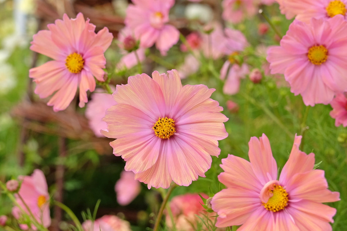 20 APRICOTTA COSMOS Bipinnatus Apricot & Rose Pink Bicolor Flower Seeds