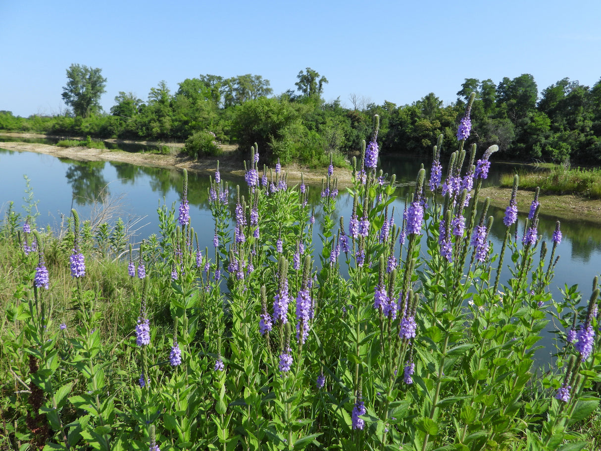 500 Purple HOARY VERVAIN Verbena Stricta Flower Seeds