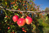 30 Sargent CRAB APPLE Shrub Hummingbird Flower White Red Malus Sargentii Seeds