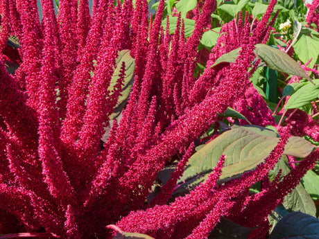 150 AMARANTHUS PYGMY TORCH (Prince of Wales Feather) Amaranthus Hypochondriacus Flower Seeds