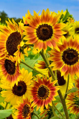 25 INDIAN BLANKET SUNFLOWER Helianthus Annuus Mixed Colors Flower Seeds