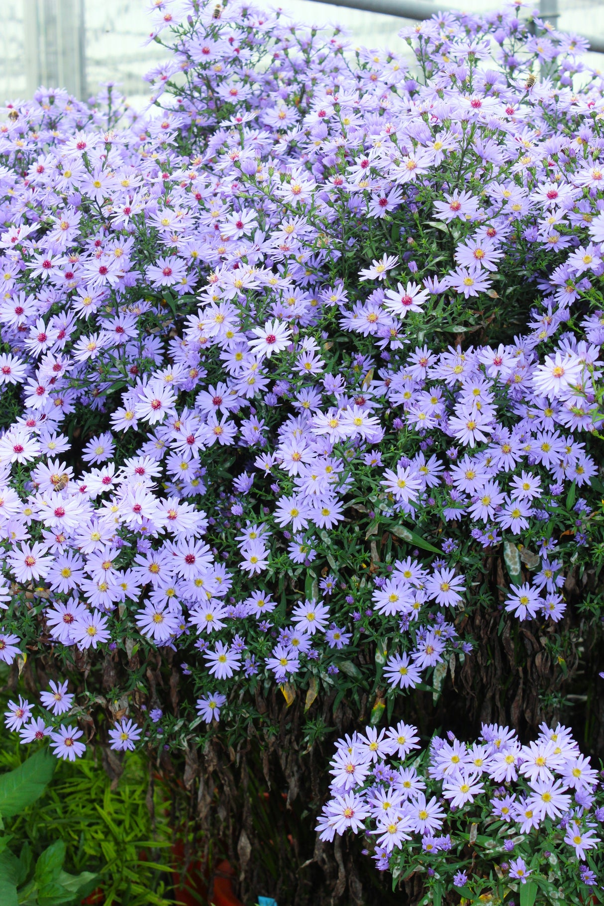 100 HEART LEAVED ASTER Cordifolius Symphyotrichum Blue Wood Aster Flower Seeds