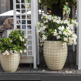 5 CHILEAN JASMINE / MANDEVILLA Laxa White Fragrant Flower Vine Seeds