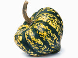 15 HEART Of GOLD Acorn SQUASH Winter Cucurbita Pepo Vegetable Seeds