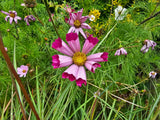 200 COSMOS SEASHELLS Cosmos Bipinnatus Sea Shells Flower Seeds
