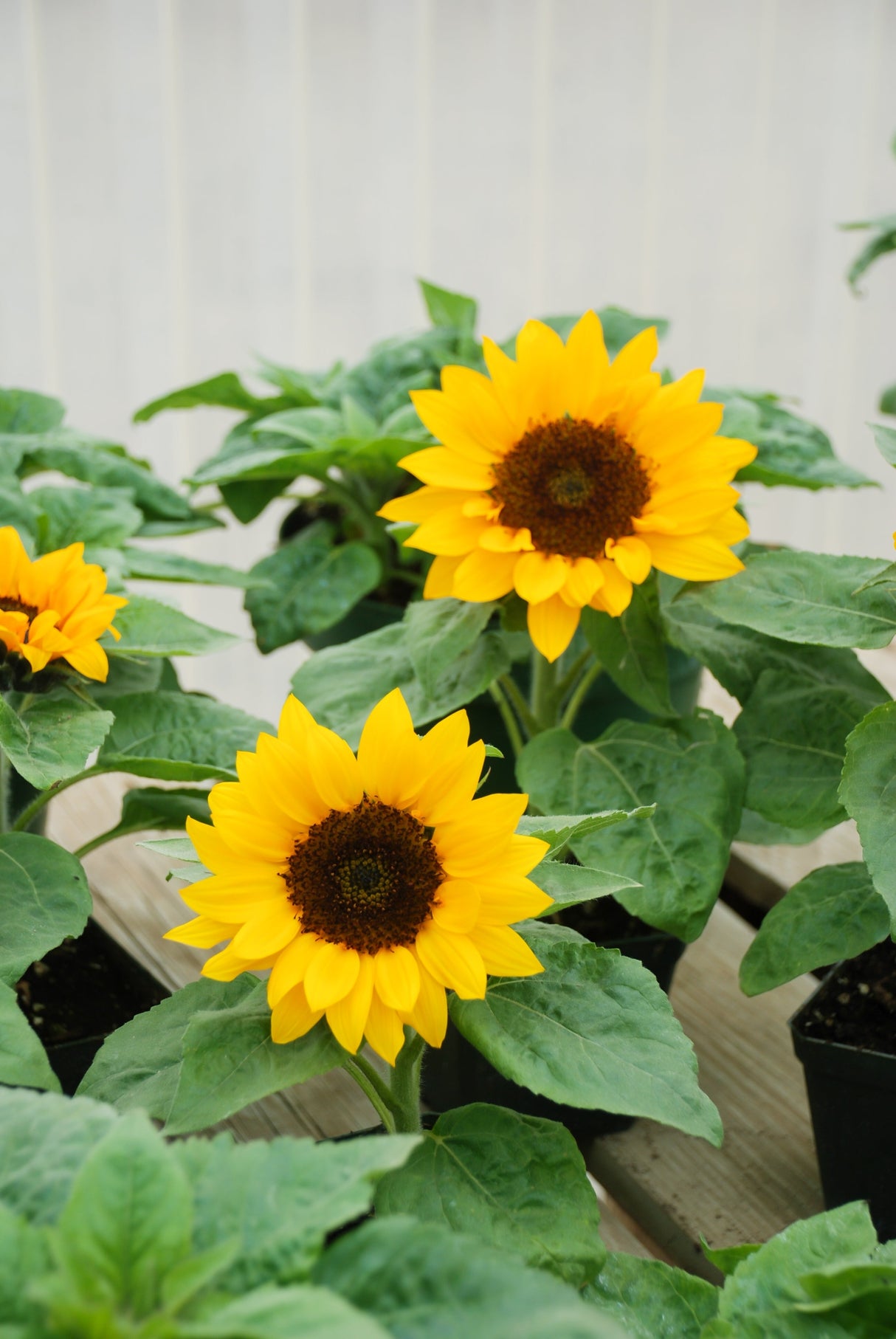 30 INCREDIBLE DWARF SUNFLOWER Helianthus Annuus Flower Seeds