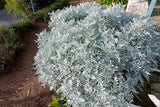 300 SILVERDUST DUSTY MILLER Cineraria Maritima Jacobaea Senecio Flower Seeds