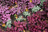 10 Dwarf Mixed Colors POLKA DOT PLANT Red Pink White Rose Splash Select Hypoestes Phyllostachya Flower Houseplant Seeds