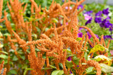 100 Pastel AUTUMNS TOUCH AMARANTHUS Cruentus Bronze Coral Apricot Flower Seeds