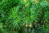 50 UMBRELLA PLANT CYPERUS Alternifolius Papyrus Grass Umbrella Palm Flower Seeds