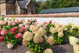 50 PEE GEE HYDRANGEA Paniculata Peegee Panicle White Pink Flower Shrub Seeds