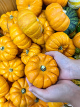 20 MINI MIX PUMPKIN Miniature Cucurbita Pepo White Green Orange Striped Vegetable Seeds