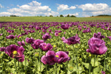1000 PEPPERBOX POPPY MIX Papaver Somniferum Mixed Colors Red Violet Flower Seeds