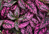 10 Dwarf ROSE Pink POLKA DOT PLANT Splash Select Hypoestes Phyllostachya Flower Houseplant Seeds
