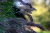 10 Dwarf BLACK FOUNTAIN GRASS Pennisetum Alopecuroides Viridescens Hardy Ornamental Seeds
