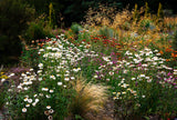 100 WHITE DOUBLE STRAWFLOWER Helichrysum Monstrosum Xerochrysum Bracteatum Flower Seeds