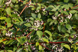20 RED TWIG DOGWOOD American Red Osier Shrub White Flower Cornus Sericea Seeds