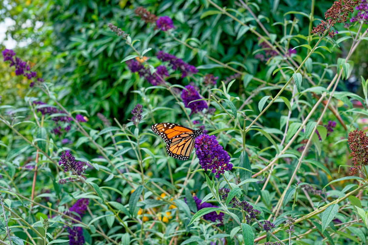 50 Dark PURPLE BUTTERFLY BUSH Buddleja Davidii Hummingbird Shrub Fragrant Flower Seeds