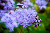 50 Mixed Colors JOE PYE WEED Eupatorium Maculatum Flower Seeds