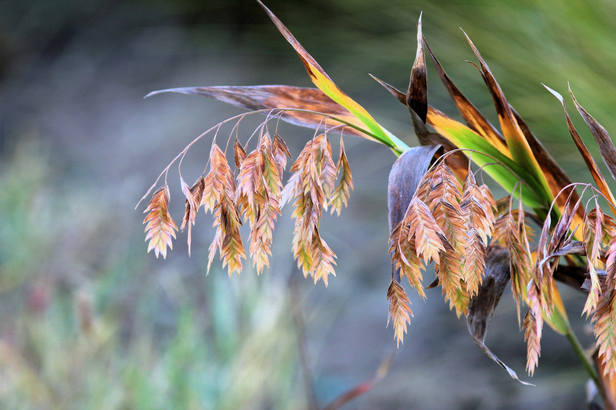 100 NORTHERN SEA OATS Grass Inland Chasmanthium Seeds