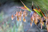 100 NORTHERN SEA OATS Grass Inland Chasmanthium Seeds