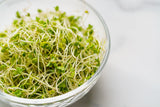 1000 Organic DE CICCO BROCCOLI Di Cicco Brassica Oleracea Capitata Vegetable Seeds