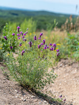 700 PURPLE PRAIRIE CLOVER Dalea Purpurea Flower Seeds