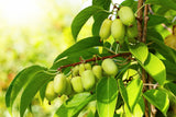 20 Variegated ARCTIC BEAUTY KIWI Fruit Edible Actinidia Kolomikta Vine Seeds