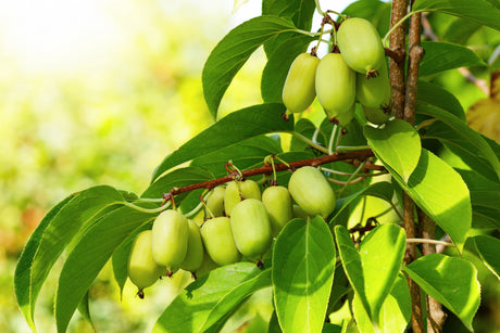 20 Variegated ARCTIC BEAUTY KIWI Fruit Edible Actinidia Kolomikta Vine Seeds