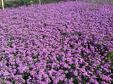 150 BUENOS AIRES VERBENA Brazilian Purple Bonariensis Patagonica Flower Seeds
