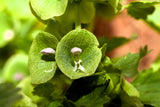 150 BELLS OF IRELAND ( Lady In The Bathtub / Shell Flower ) Moluccella Laevis Green Flower Seeds