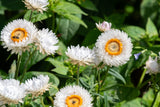 100 WHITE DOUBLE STRAWFLOWER Helichrysum Monstrosum Xerochrysum Bracteatum Flower Seeds