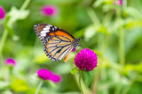 50 GLOBE AMARANTH MIX Gomphrena Globosa Mixed Colors Amaranthus Flower Seeds