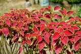 100 Mixed Colors COLEUS RAINBOW MIX Shade Houseplant Solenostemon Flower Seeds