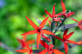 20 ROYAL RED CATCHFLY Hummingbird & Endangered Native Flower Silene Regia Seeds