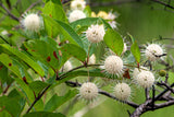 50 BUTTONBUSH / HONEYBALL Cephalanthus Occidentalis White Hummingbird Flower Bush Shrub Seeds