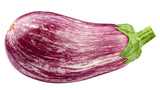 30 Pandora STRIPED ROSE EGGPLANT Solanum Melongena White Fruit Vegetable Seeds