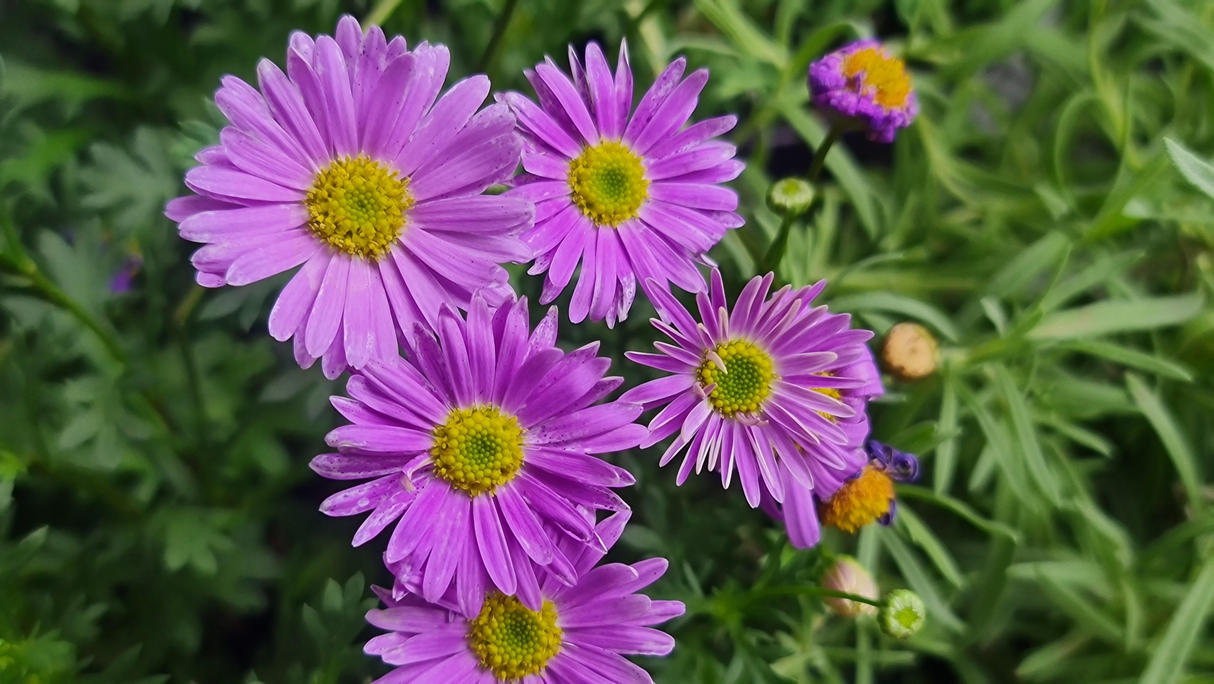 Seedville Swan River Daisy Seeds - Thumbnail 4