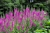 50 Mixed Colors VERONICA SIGHTSEEING MIXTURE (Spike Speedwell) Veronica Spicata Flower Seeds