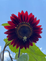 25 CHOCOLATE CHERRY SUNFLOWER Helianthus Annuus Red & Brown Flower Seeds