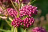 20 CINDERELLA MILKWEED Asclepias Incarnata Flower Seeds