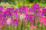 100 VIOLET QUEEN CLEOME Hassleriana Cleome Spinosa Purple Spider Flower Seeds